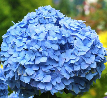 Гортензия крупнолистная Никко Блю