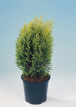 Кипарисовик лоусона Элвудс Эмпаир