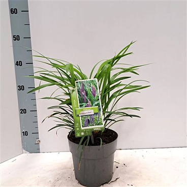 Liriope Muscari Moneymaker
