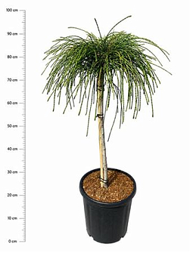Thuja Plic Whipcord On Stem