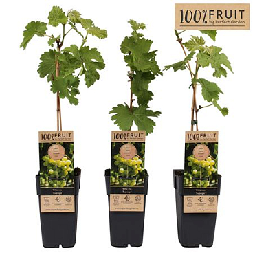 Vitis Vin Supaga