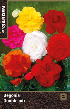 Бегония махровая микс