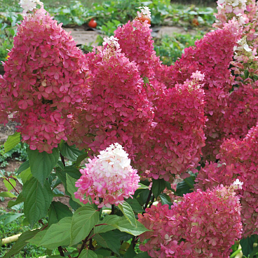 Гортензия метельчатая Петит Флори (в тубе)