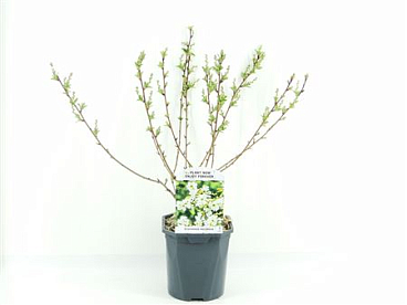 Exochorda Rasemosa