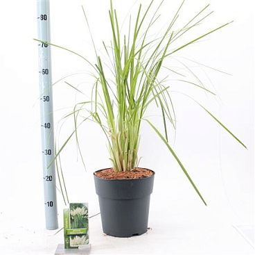 Cortaderia Sell White Feather