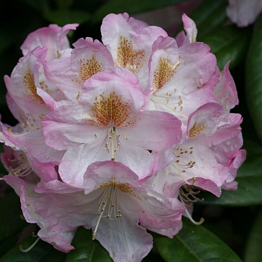 Рододендрон гибридный Бриджит в тубе