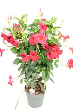 Mandevilla Diamant Red On Reck