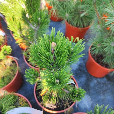 Сосна гельдрейха Линденхоф