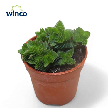 Crassula Estagnol