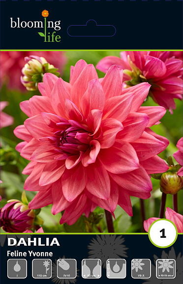 Георгина декоративная Фелин Ивонн