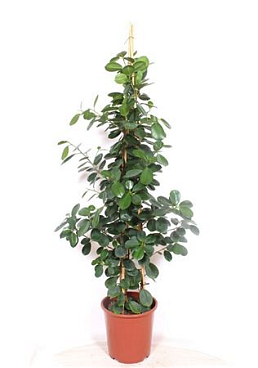 Ficus Green Island