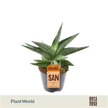 Sansevieria Helios Gedraaid P8,5