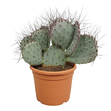 Opuntia Macrocentra 'negra'
