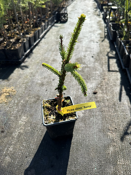 Ель обыкновенная Ауреа