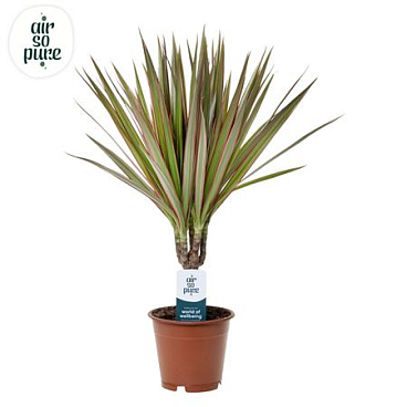 Drac Bicolor 15cm Stem (air So Pure)