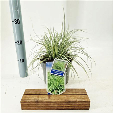 Carex Osh Evergold