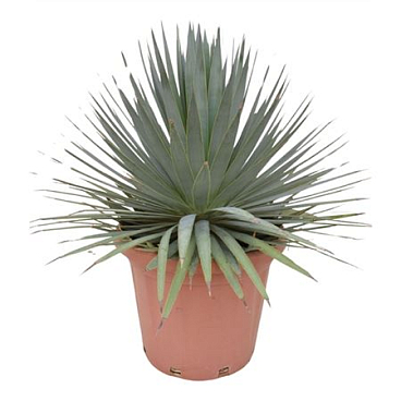 Agave Dasyliriodes