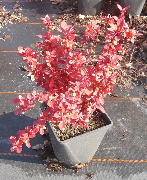 Барбарис тунберга Оранж Дрим