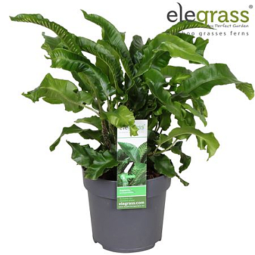 Asplenium Scolopendrium