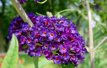 Буддлея давида Африкан Квин