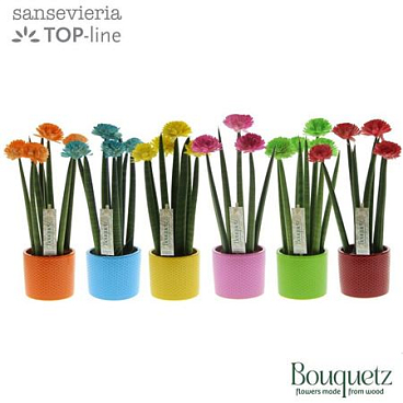 Sansevieria Top-line Bouquetz Mix