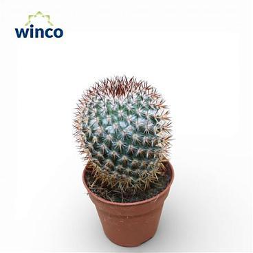 Mammillaria Bombycina