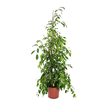 Фикус бенжамина Экзотика