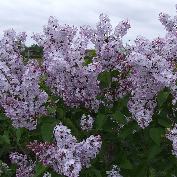 Сирень гиацинтовая Серебряное Облако