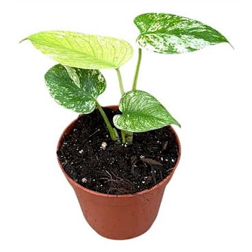 Monstera Mint
