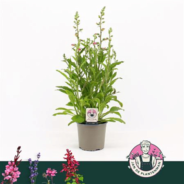 Digitalis Purpurea Hanabee Rose