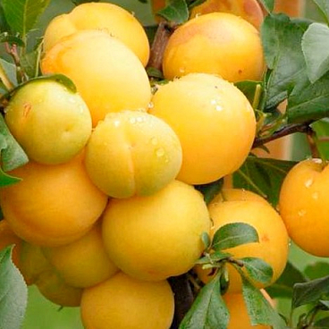 Алыча Мара | Оптовая цветочная компания «Флора Групп» Алыча Мара