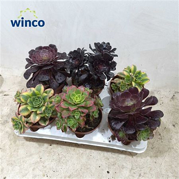 Aeonium Mix Deluxe