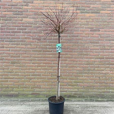 Cornus Stolonifera Kelsey's Dwarf