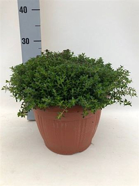 Satureja Montana