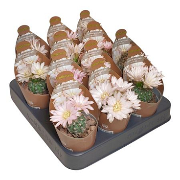 Gymnocalycium Bruchii Potcover