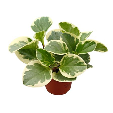 Peperomia Obtusfolia Variegata