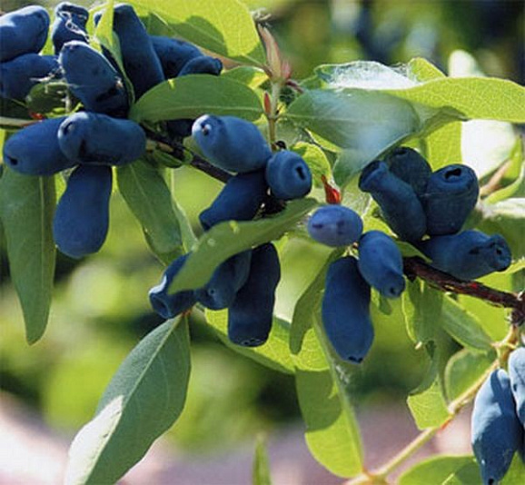 Жимолость Роксана в тубе