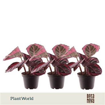 Calathea Princess Jesse Decorum