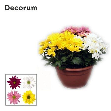 Chrys Margarita Carnaval (decorum)