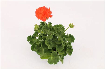 Pelargonium Zon Summer Idols Orange
