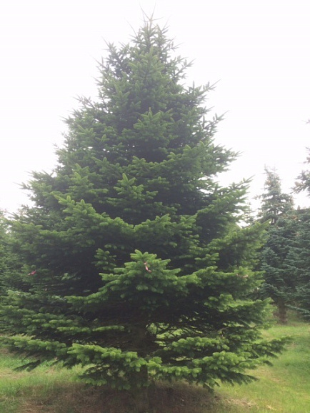 Пихта нордманская премиум