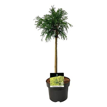 Chamaecyparis Pis Sungold On Stem