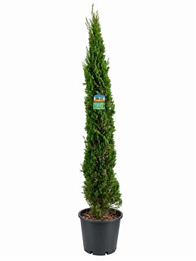 Cupressus Sempervirens