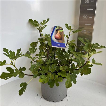 Ficus Carica Morena