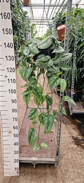 Scindapsus Pictus Trebie Hang