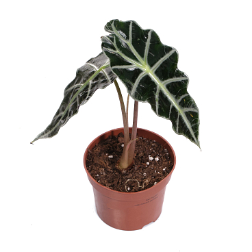 Алоказия Полли | Оптовая цветочная компания «Флора Групп» Алоказия Полли