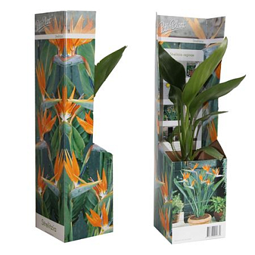 Strelitzia Reginae