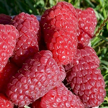 Малина садовая Красная Королева в тубе