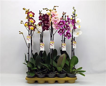 Phal 1st Mix 9+ (phalaenova)