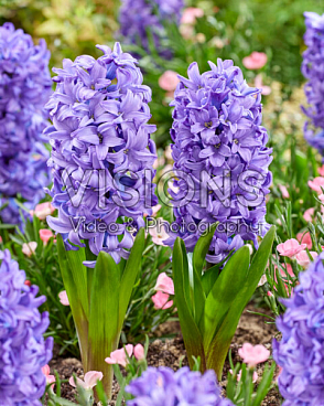 Гиацинт садовый Дельфт Блю